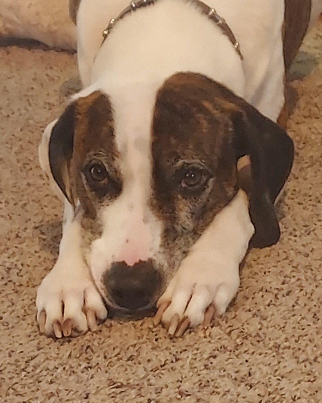 Bucky the Hound/Boxer. Dog, Hound, Puppy