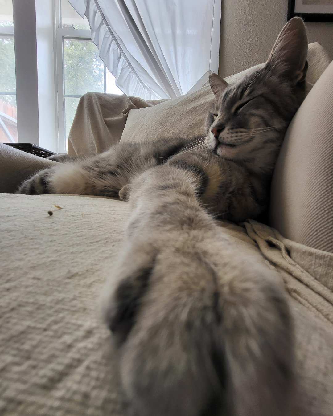 Jack the Tabby. Couch, Furniture, Home Decor, Cushion, Cat, Kitten