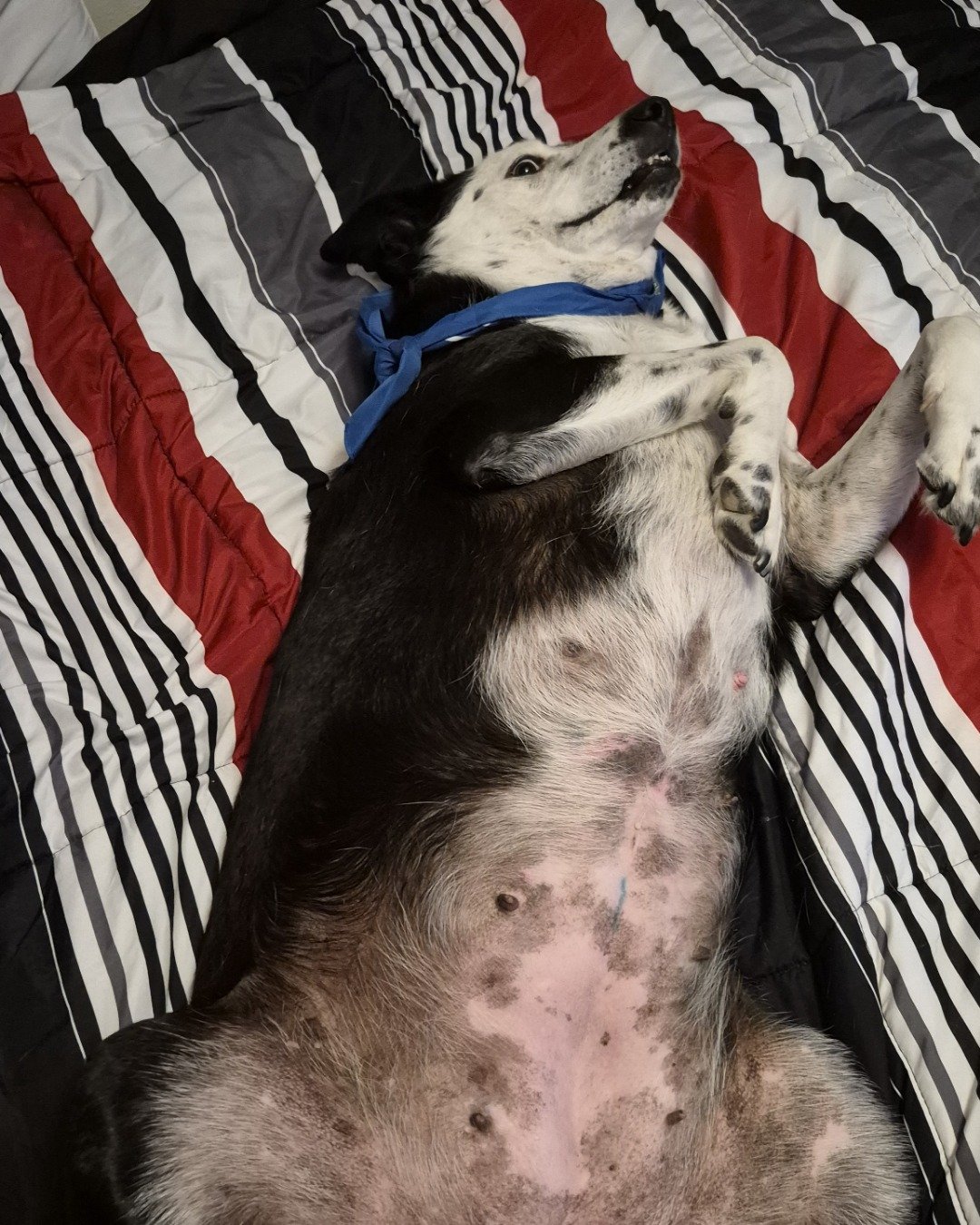 stevie the border collie/lab. Dog, Couch, Furniture, Blanket