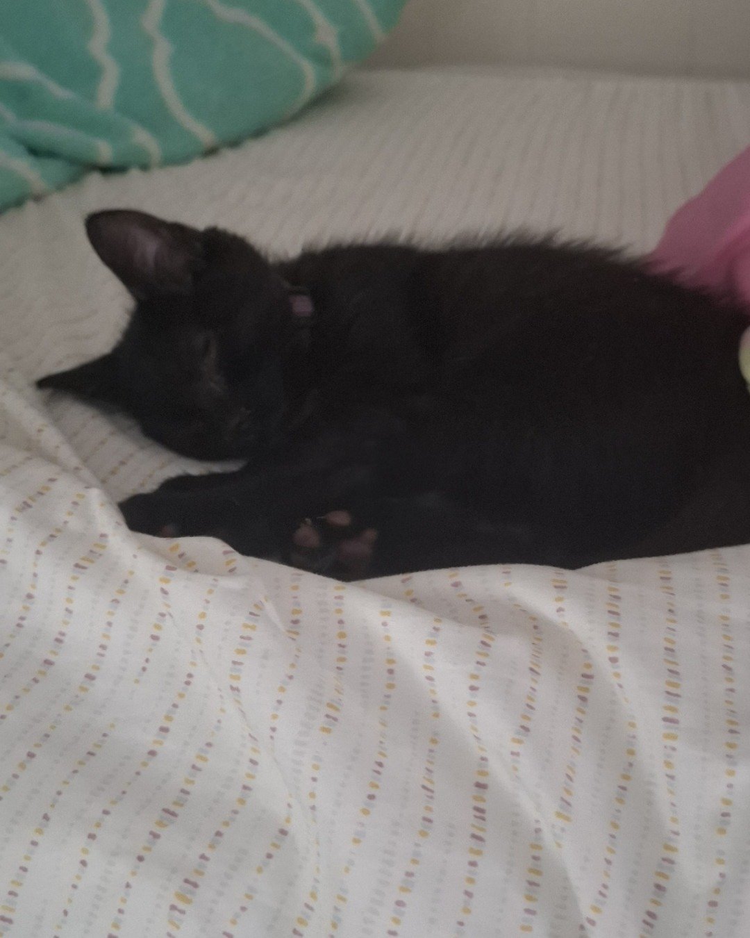 Aries the Black cat. Cat, Furniture, Bed, Black Cat, Kitten