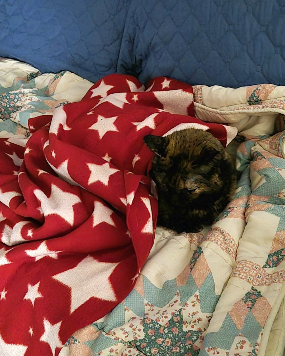 Zeros. Blanket, Quilt, Cat, Furniture, Cushion, Home Decor