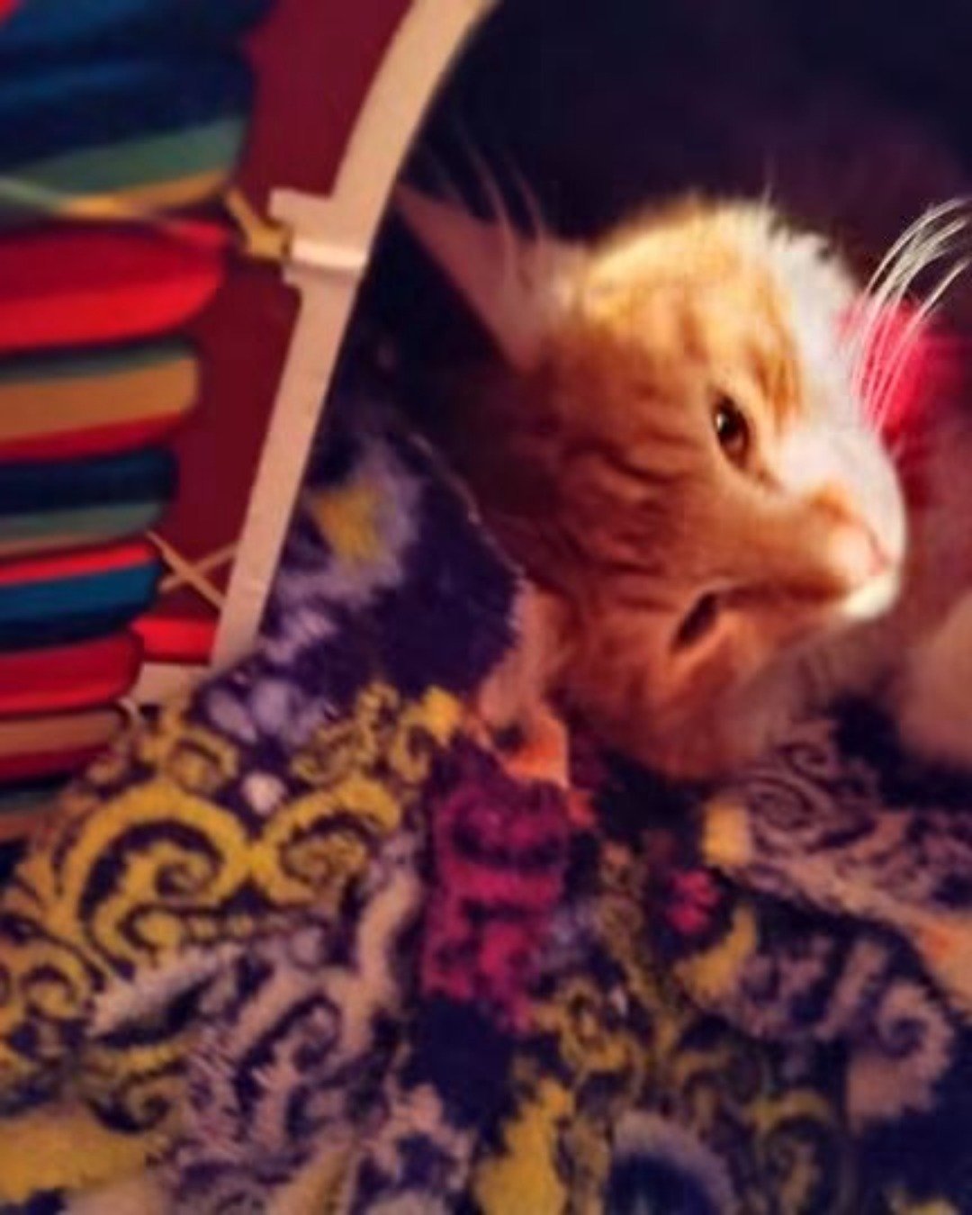 Lucky. Cat, Kitten