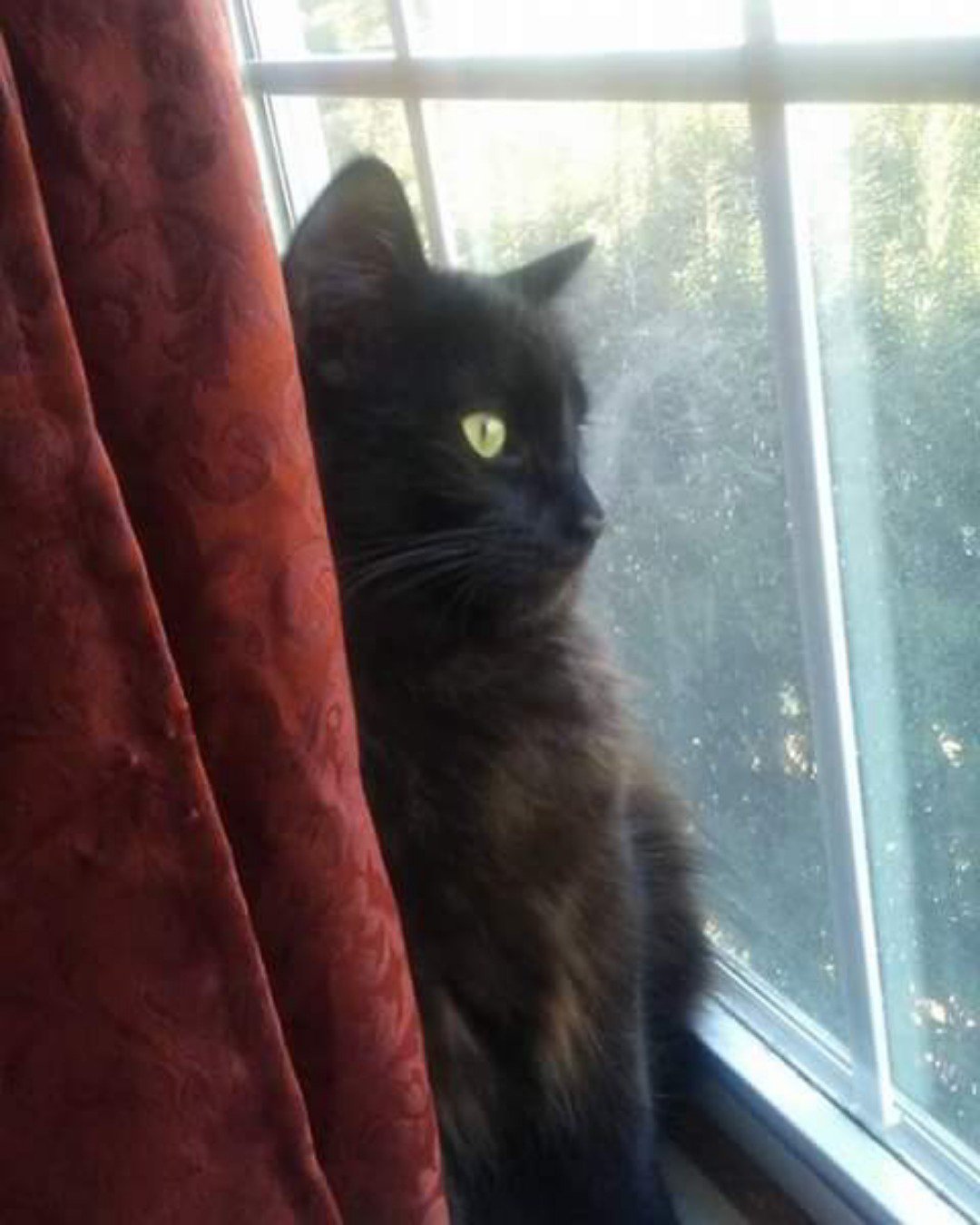 Sylvester the Unsure. Cat