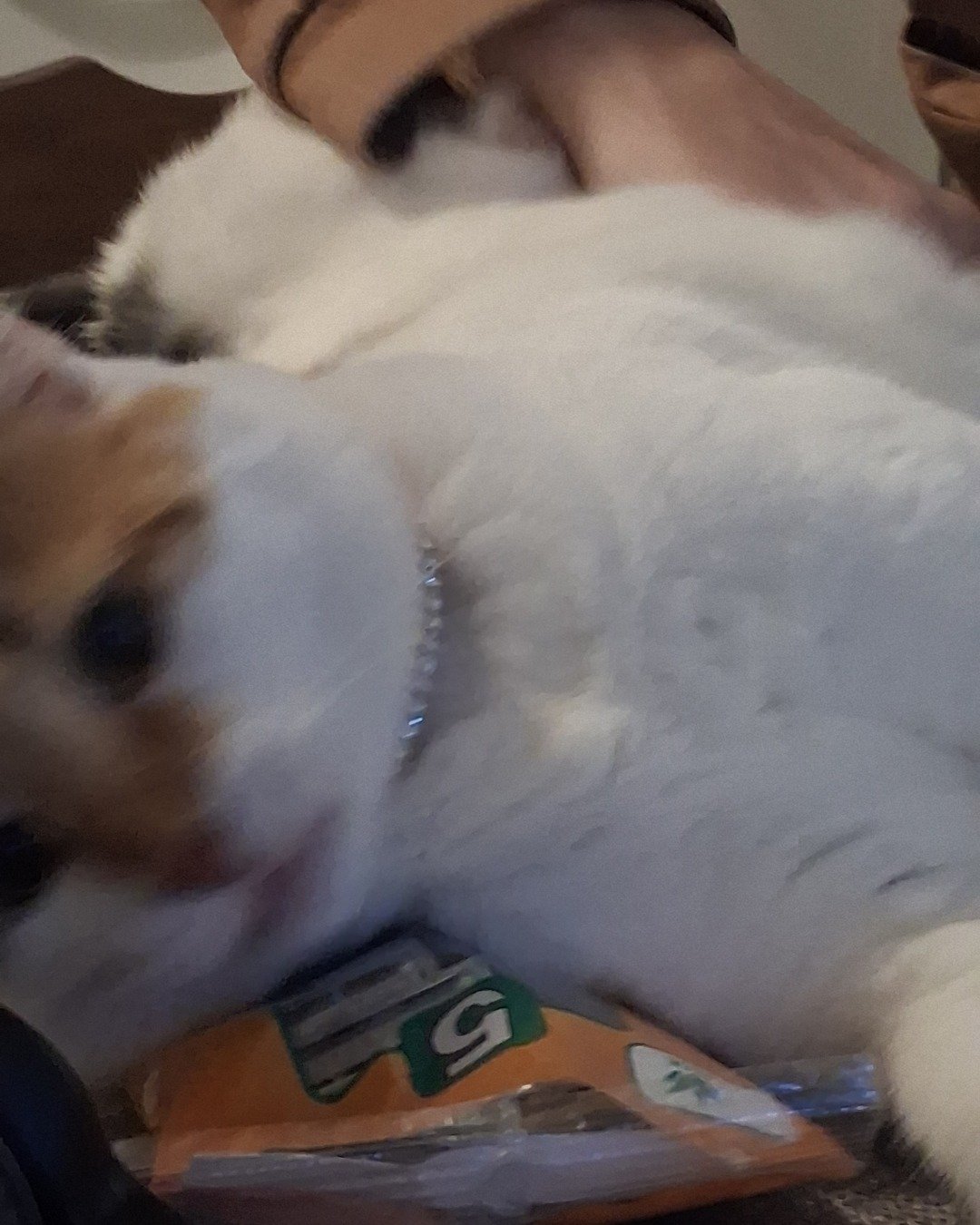 Callie the Calico maincoon. Dog, Cat, Kitten