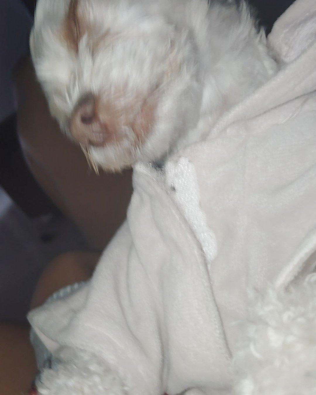 Lola. Dog, Puppy, Baby, Person, Cat, Blanket