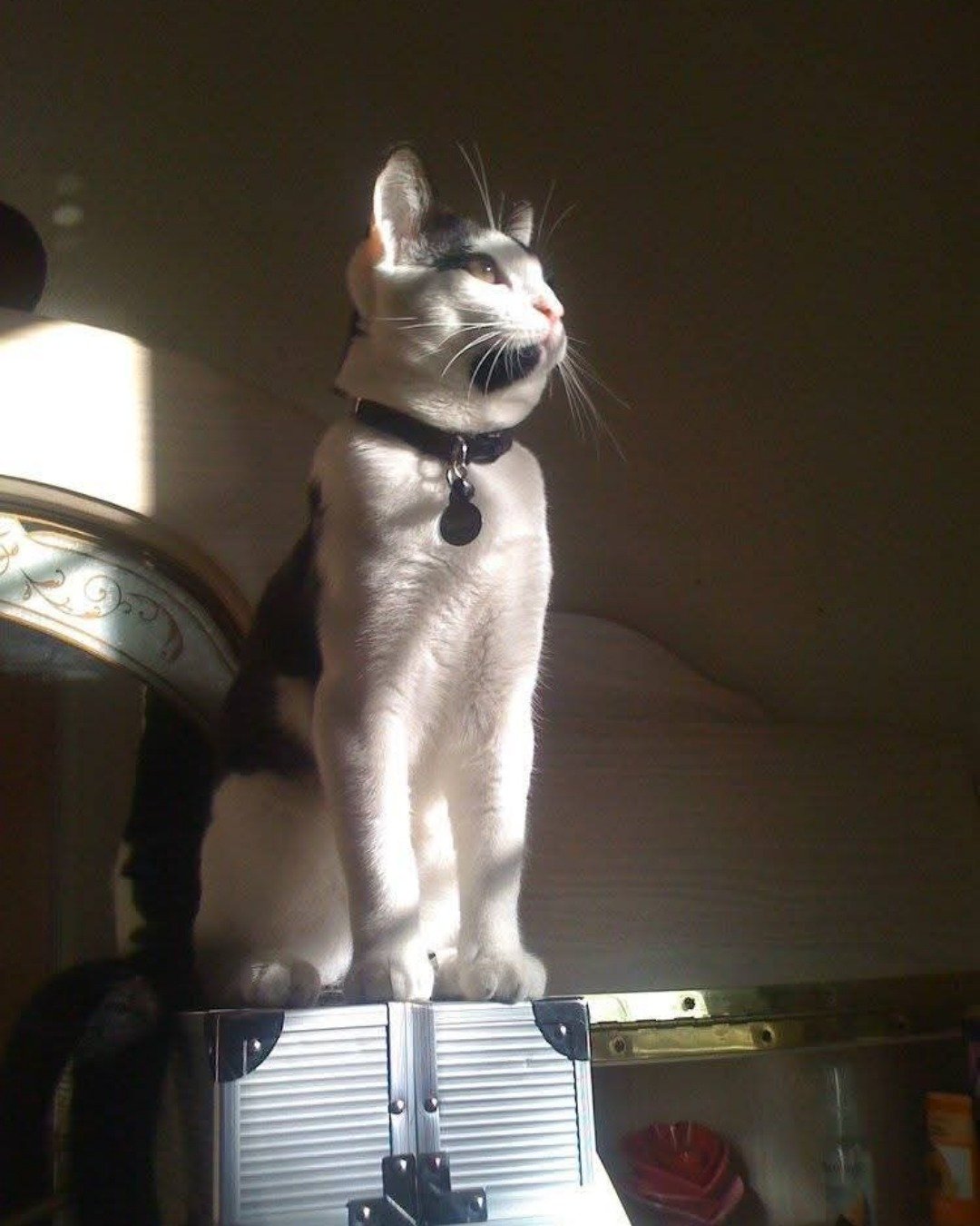 Zeke the Tuxedo. Cat, Accessories