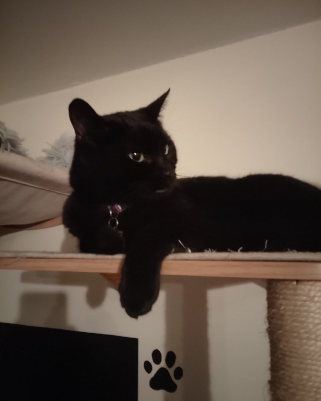 Ventress. Cat, Black Cat