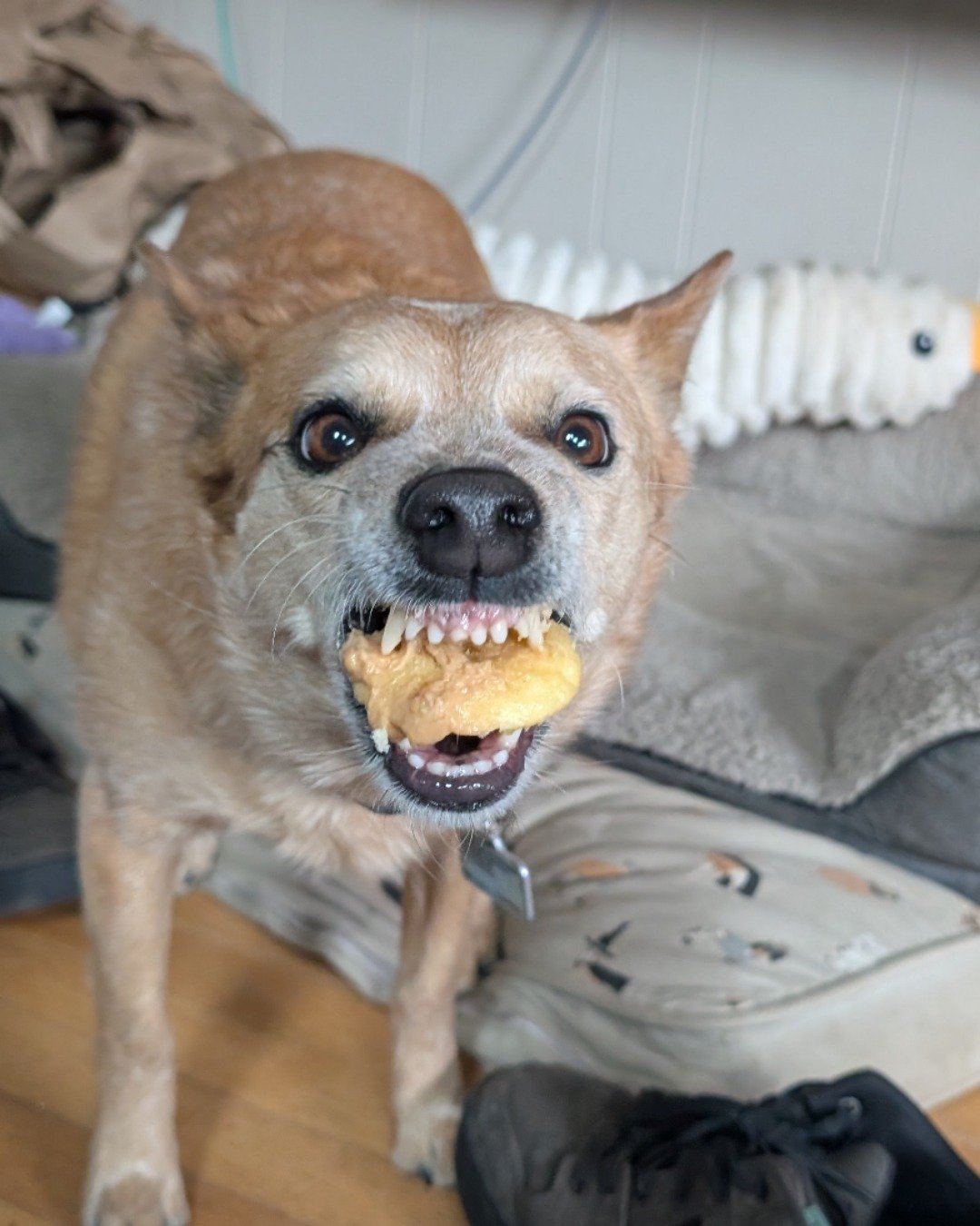 Sage the Australian Cattle Dog. Clothing, Footwear, Shoe, Body Part, Mouth, Person