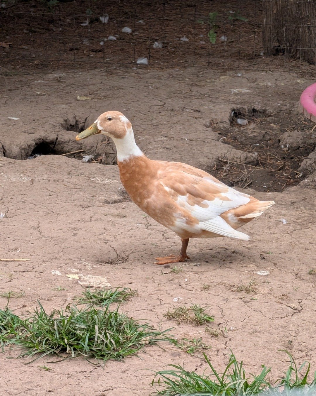 pongo the ducks and geese. Soil, Beak, Bird, Duck