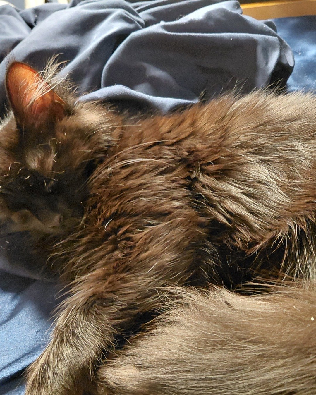 Kitty. Person, Sleeping, Cat, Kitten, Blanket