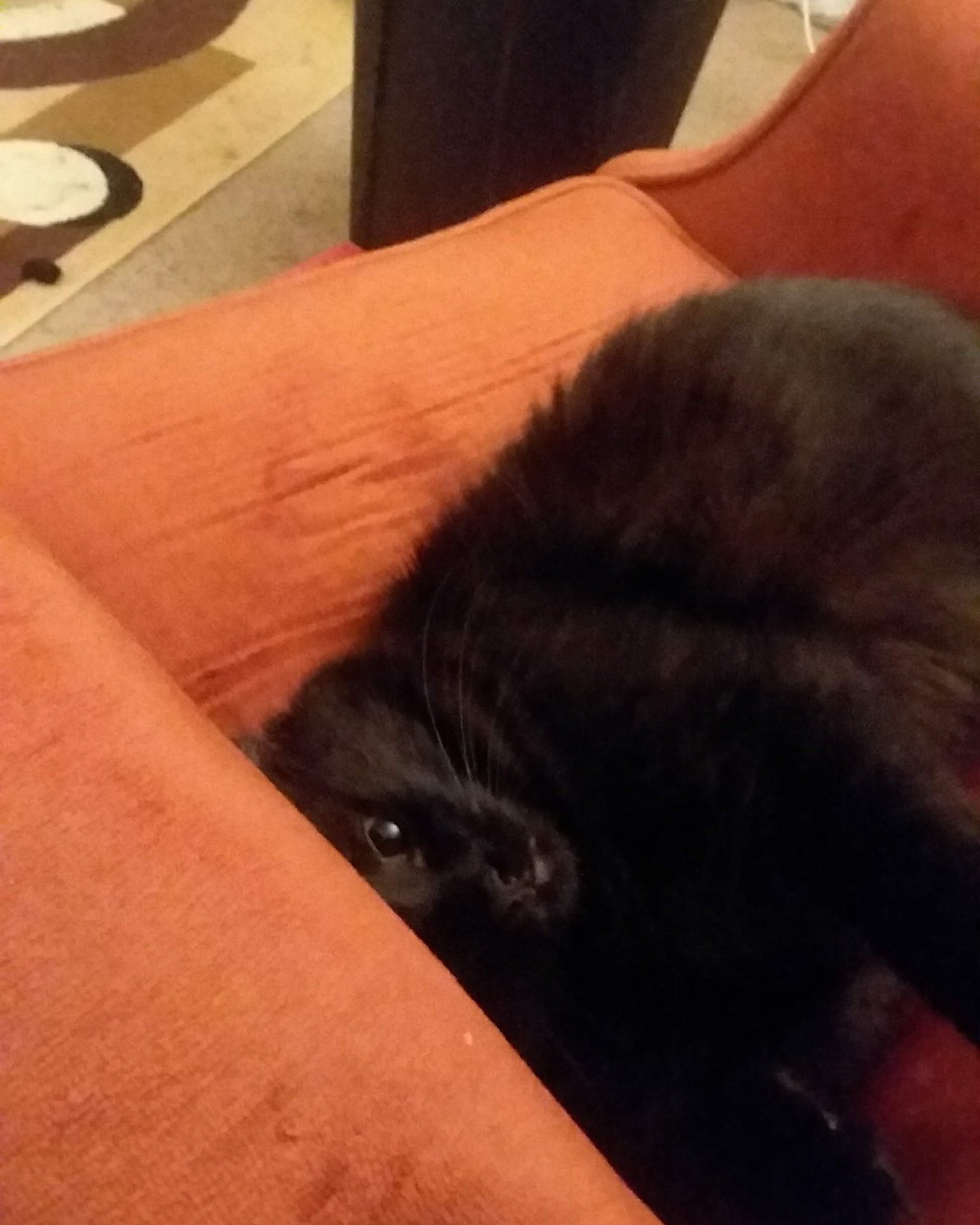 Sylvester the Unsure. Couch, Furniture, Cat, Chair, Cushion, Home Decor