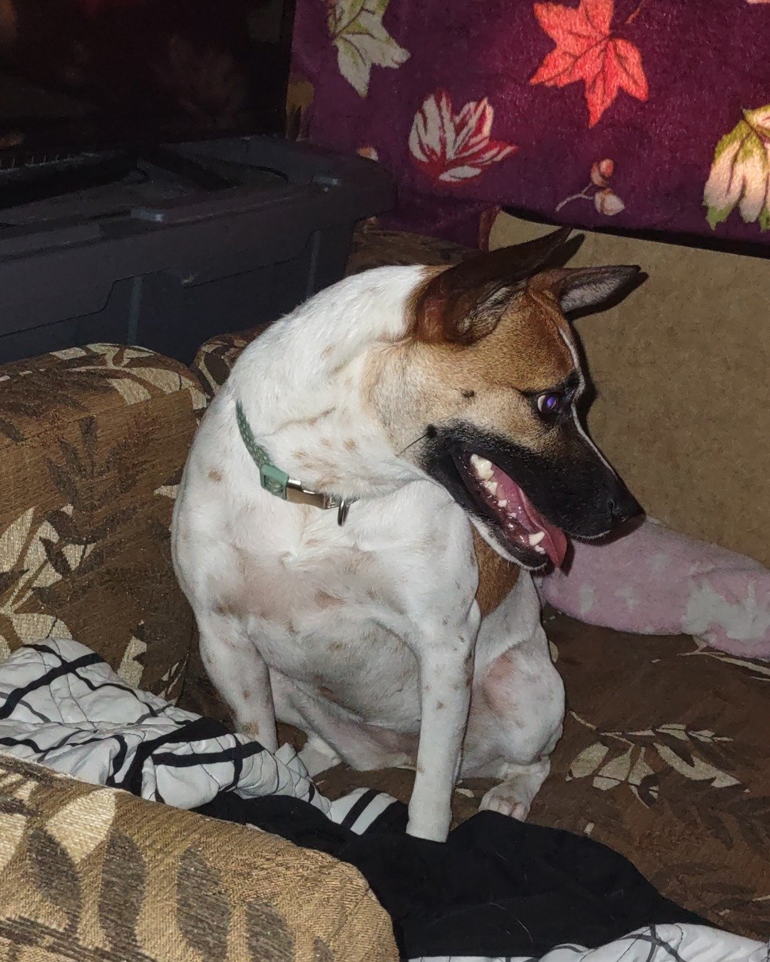 Tator the pure evil. Couch, Furniture, Cushion, Home Decor, Dog, Puppy