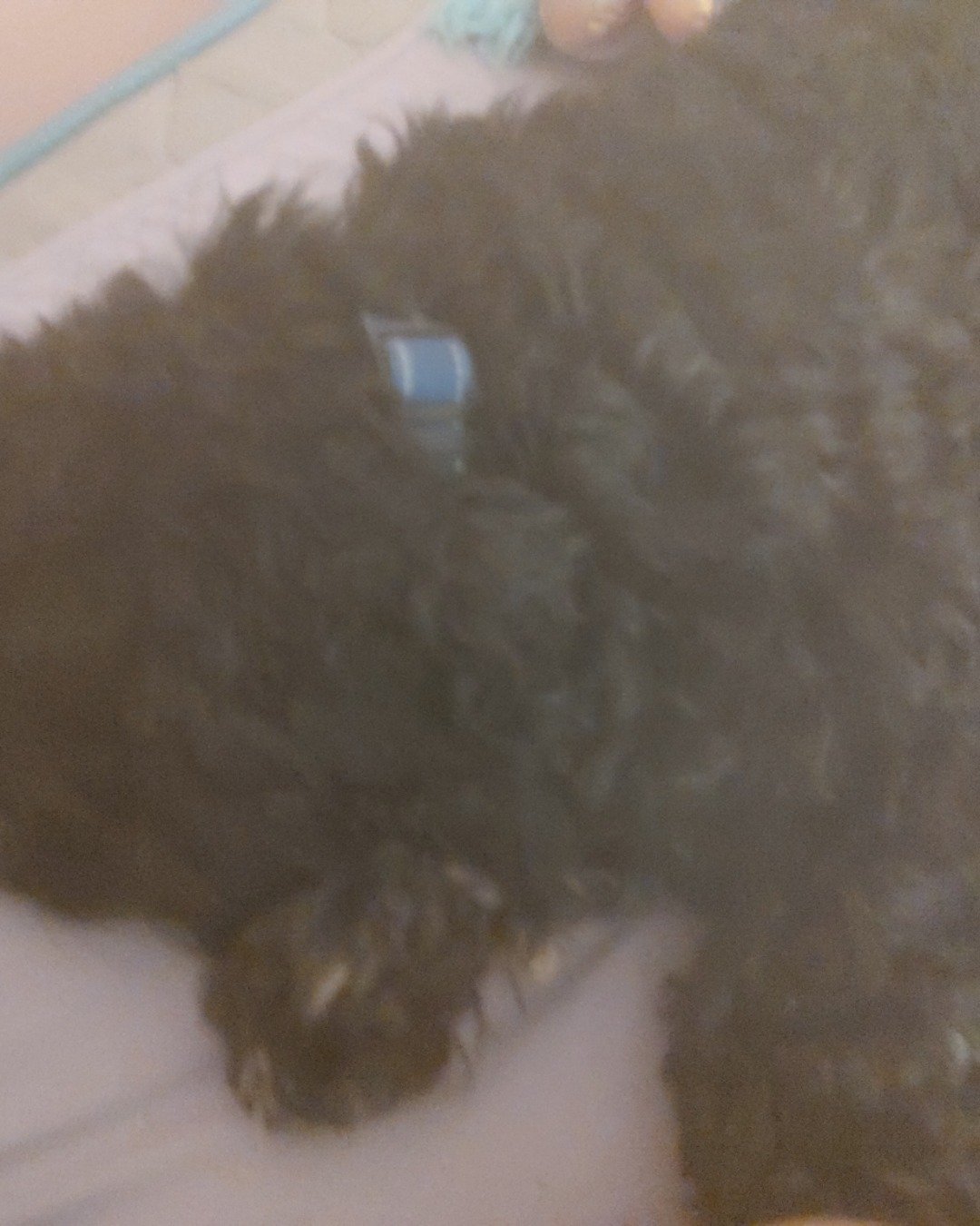 hank the cocker spaniel. Dog, Puppy, Poodle