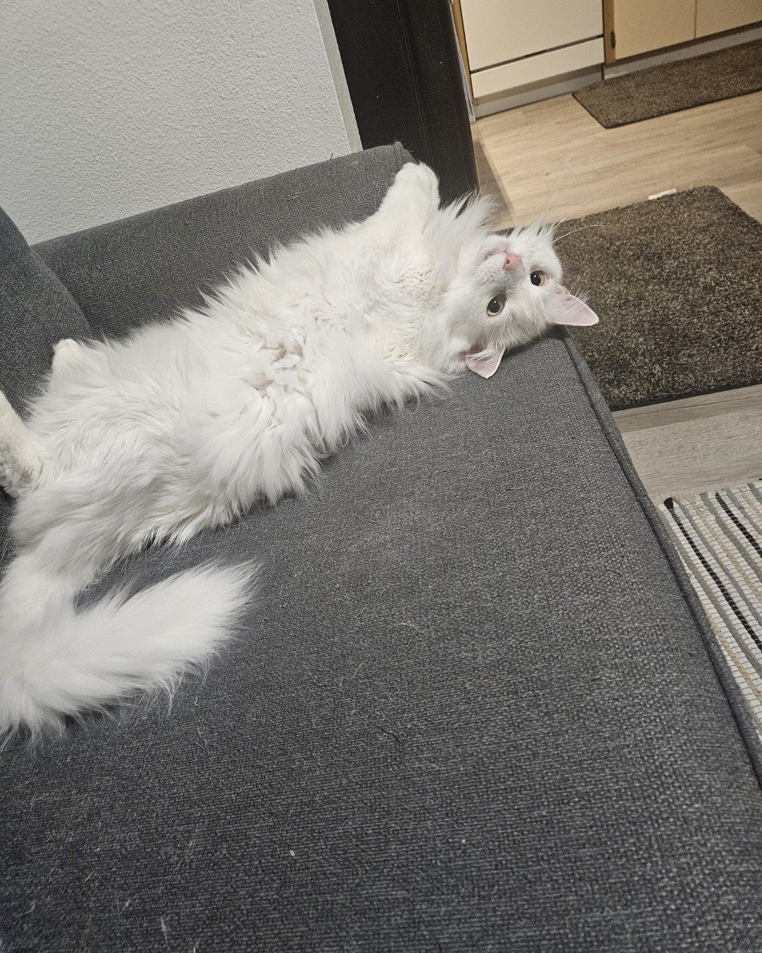 Smudge ( Orange ) And Marshmallow ( White ). Floor, Angora, Cat, Flooring, Home Decor, Dog