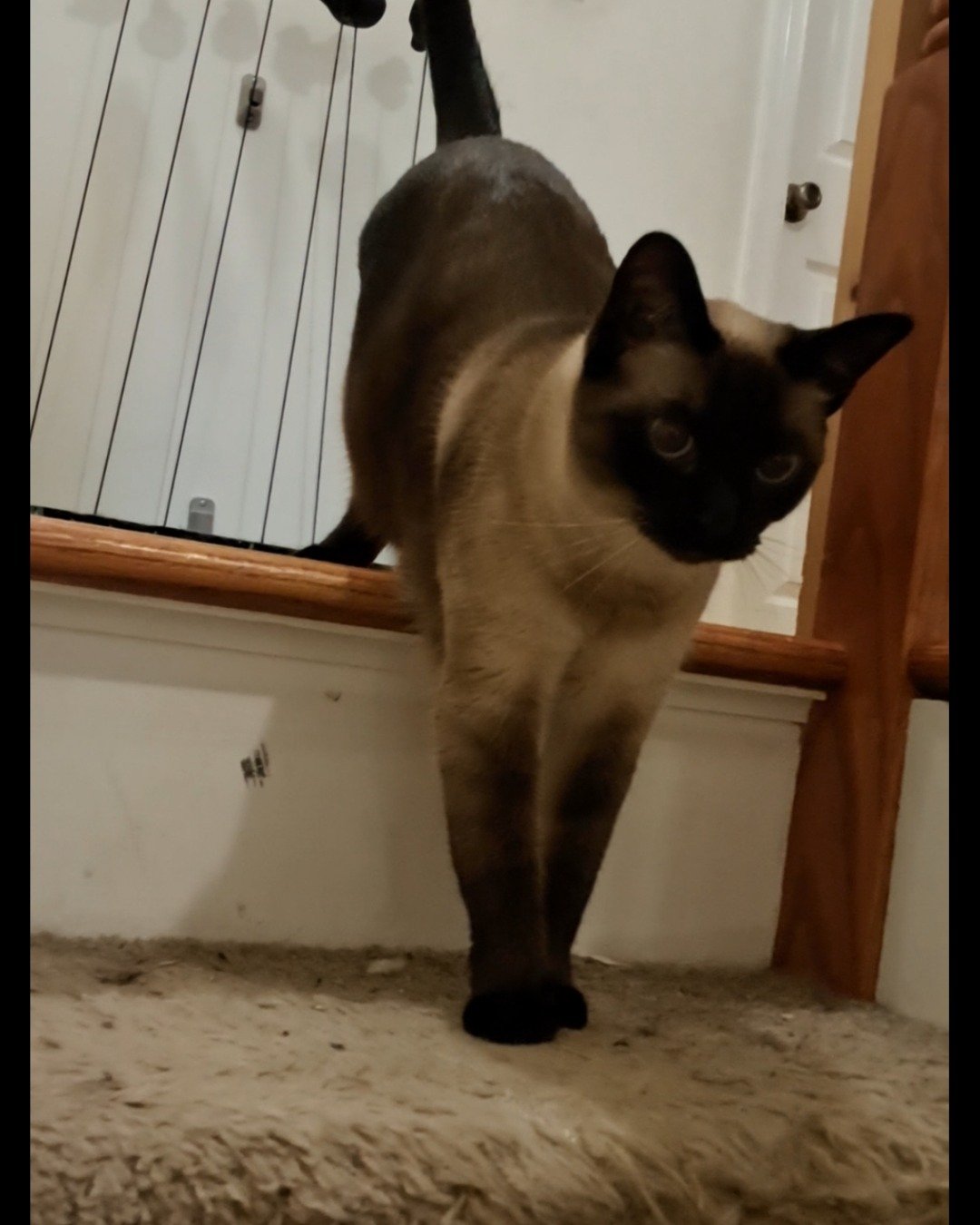 Luna🌙💫 (twin of Stella) the Siamese. Cat, Siamese