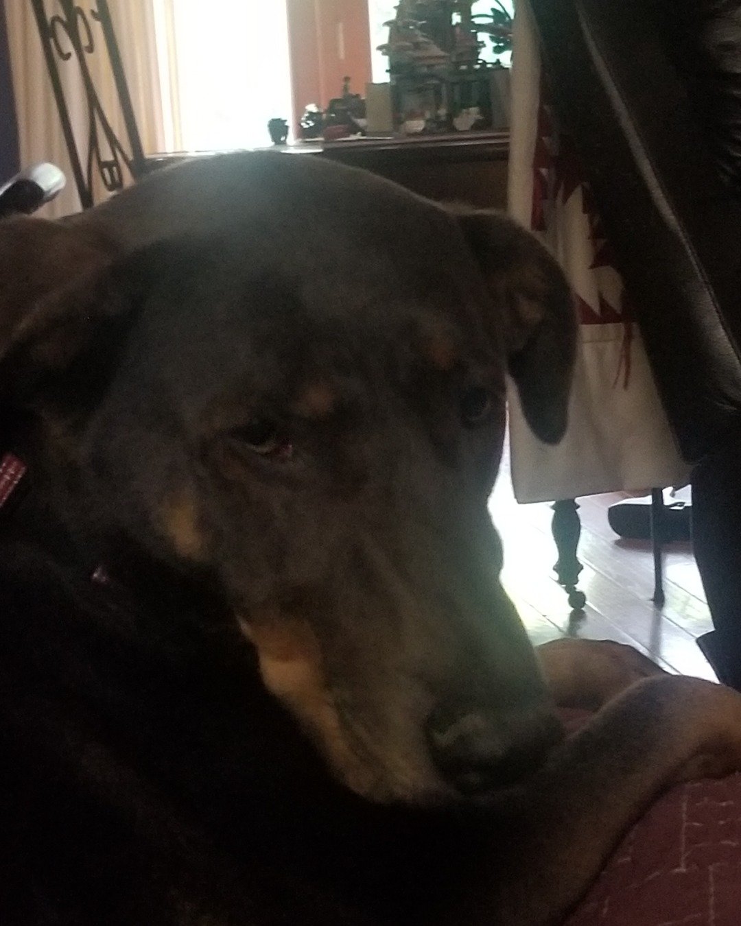 rox&blue the doberman pinscher. Dog