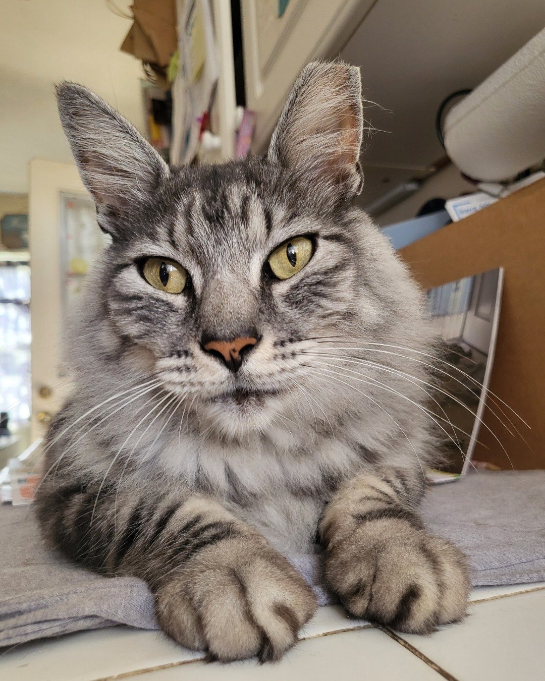 Yeti Freddie. Cat, Kitten, Abyssinian