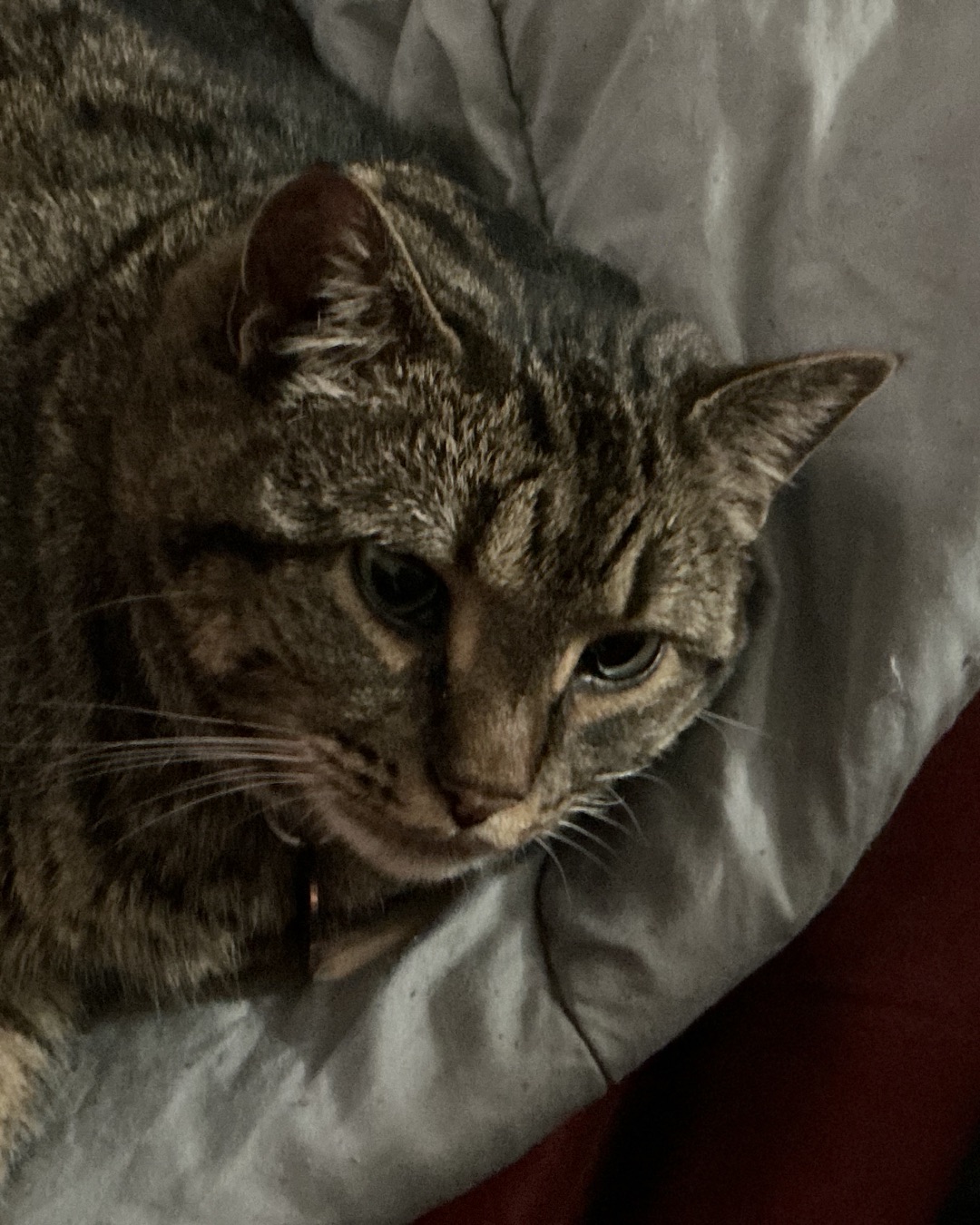 ReyRey. Abyssinian, Cat, Couch, Furniture