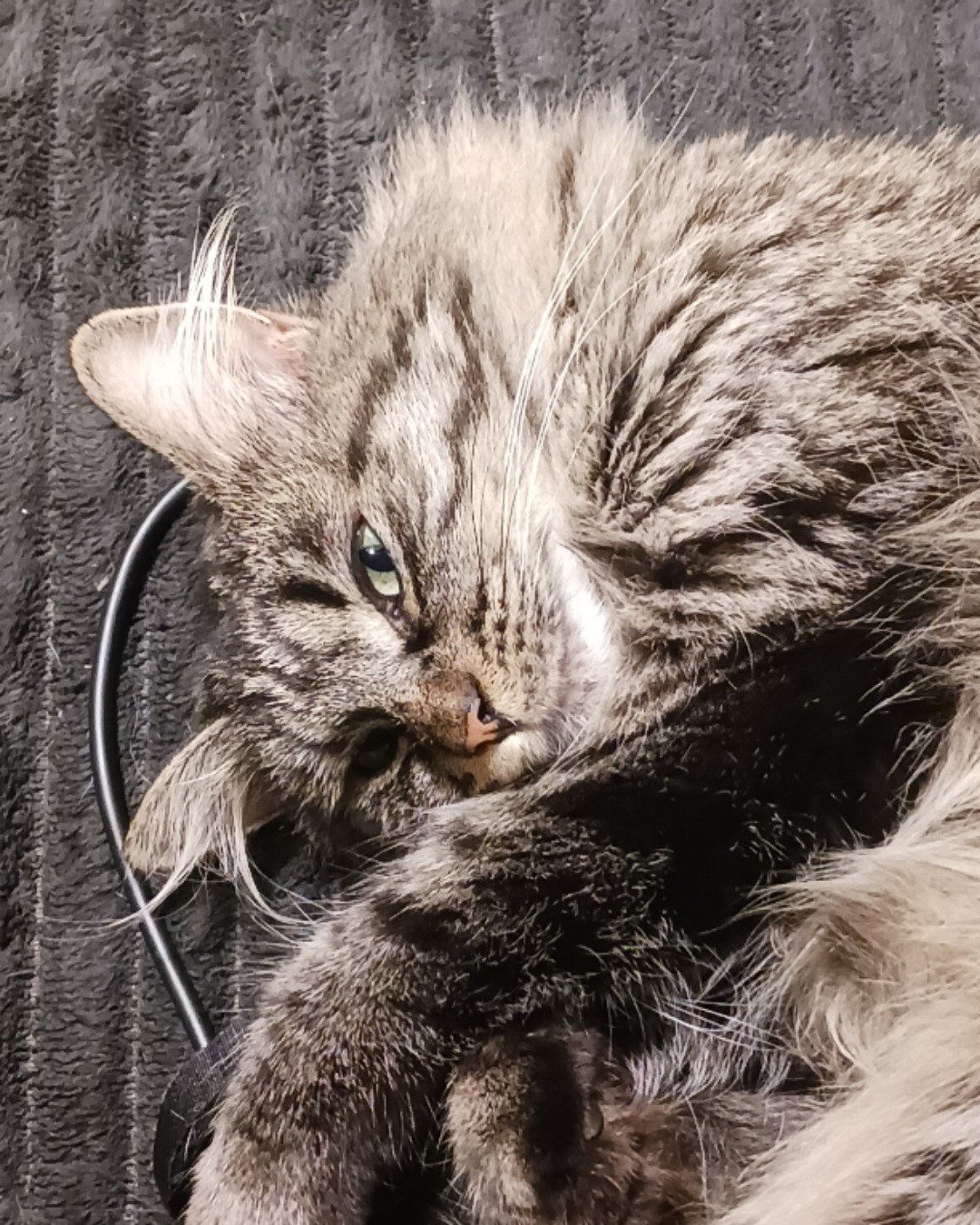 grudge the main coon and long hair mix. Cat