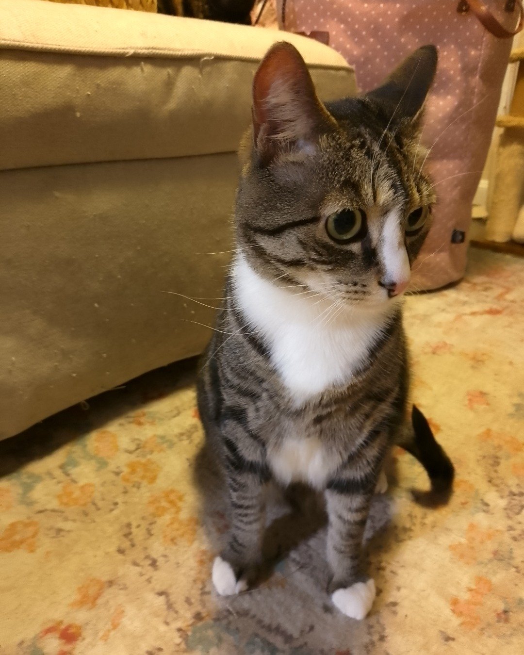 Ghostie (a.k.a. Jude) the American Shorthair. Couch, Furniture, Cat, Kitten, Abyssinian