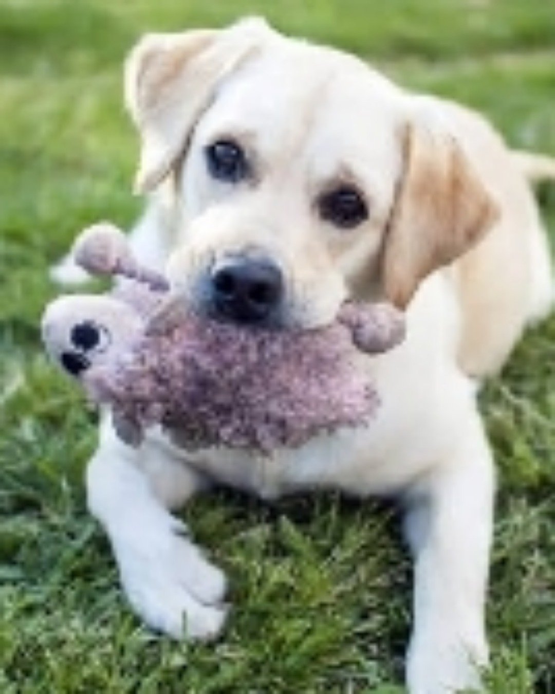 shelter Dogs. Dog, Puppy, Labrador Retriever