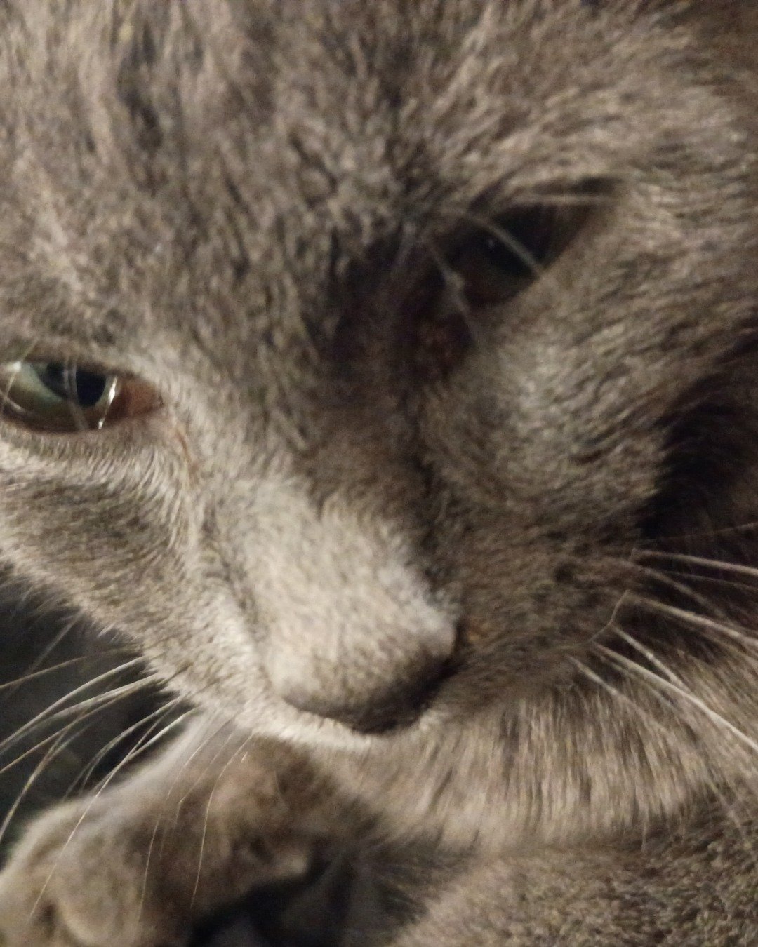 chruch the tabby. Cat, Abyssinian