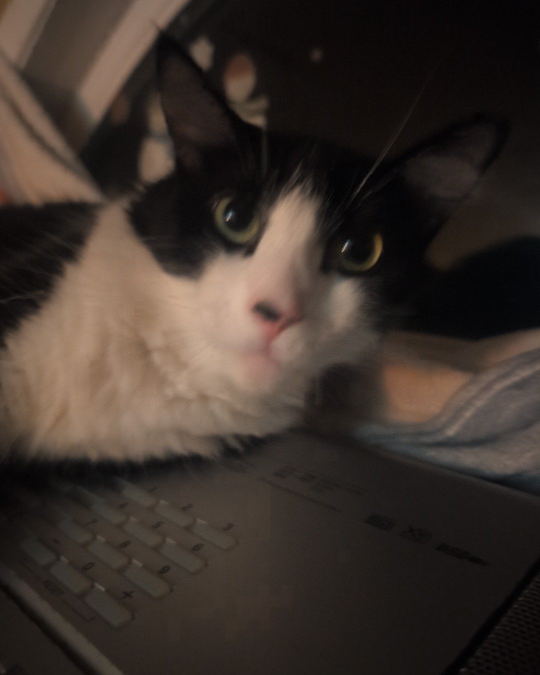 Poe the tuxedo. Computer, Electronics, Laptop, Pc, Computer Hardware, Computer Keyboard