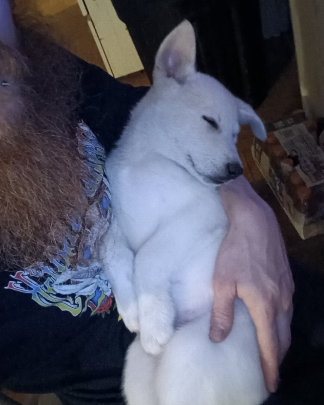 Elton John the German Shepard and Siberian Husky mix. Dog, White Dog, Puppy