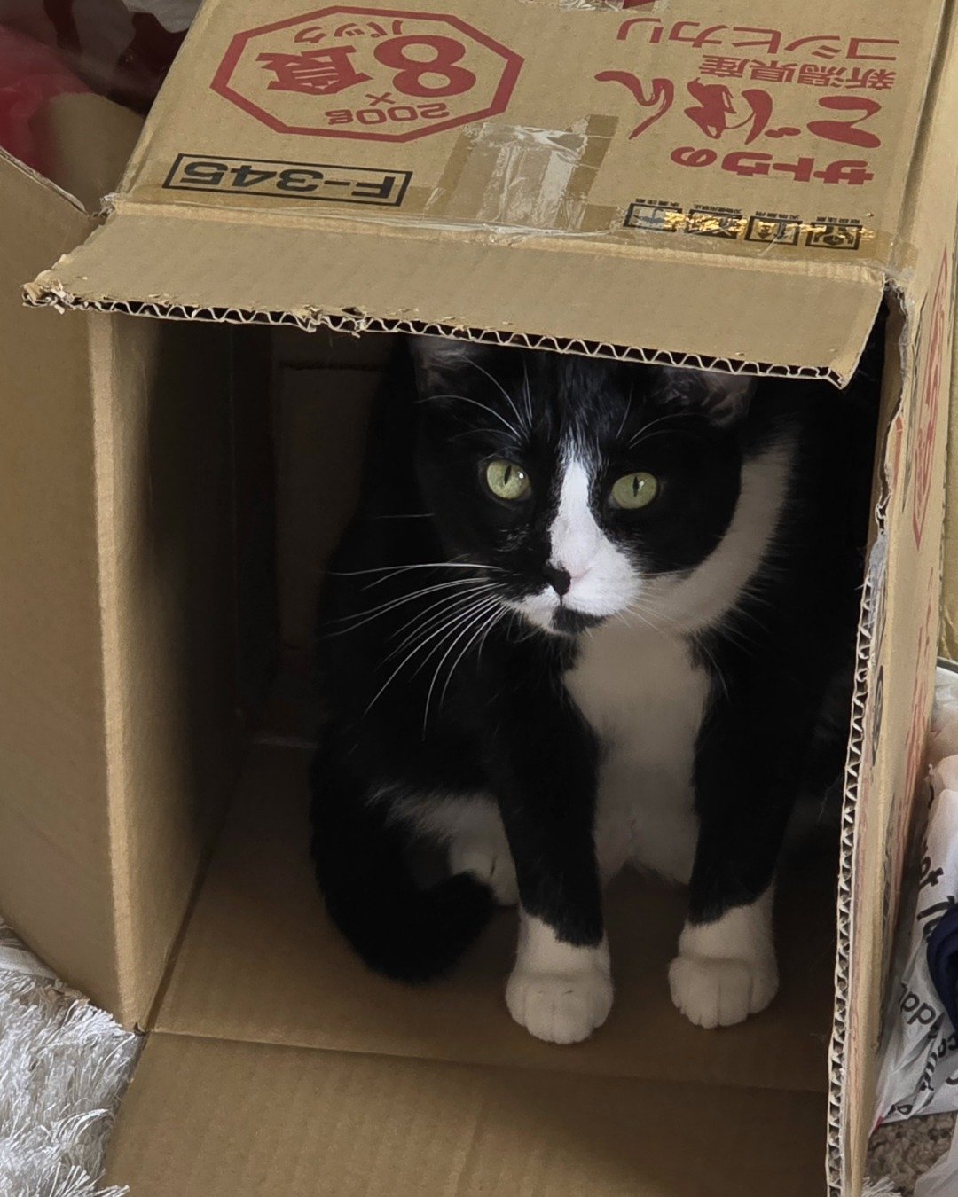 Lorelai the Tuxedo. Box, Cardboard, Carton, Cat