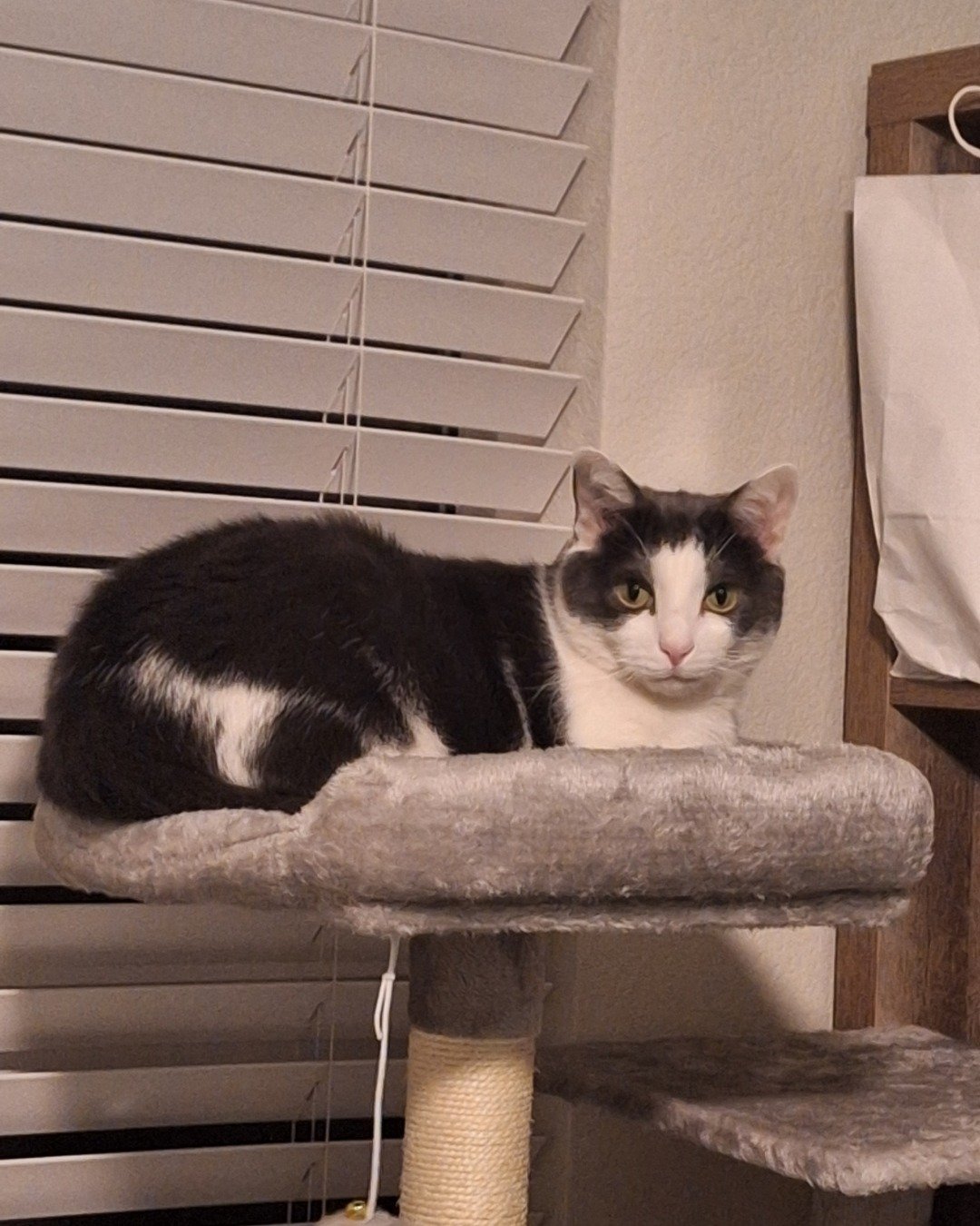 Cloudfur the American Shorthair. Home Decor, Curtain, Window Shade, Cat, Manx, Wood