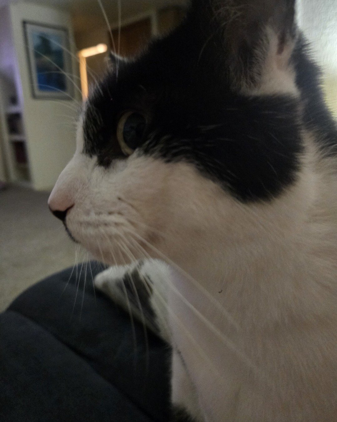 Skeleton the Tuxedo. Cat, Kitten