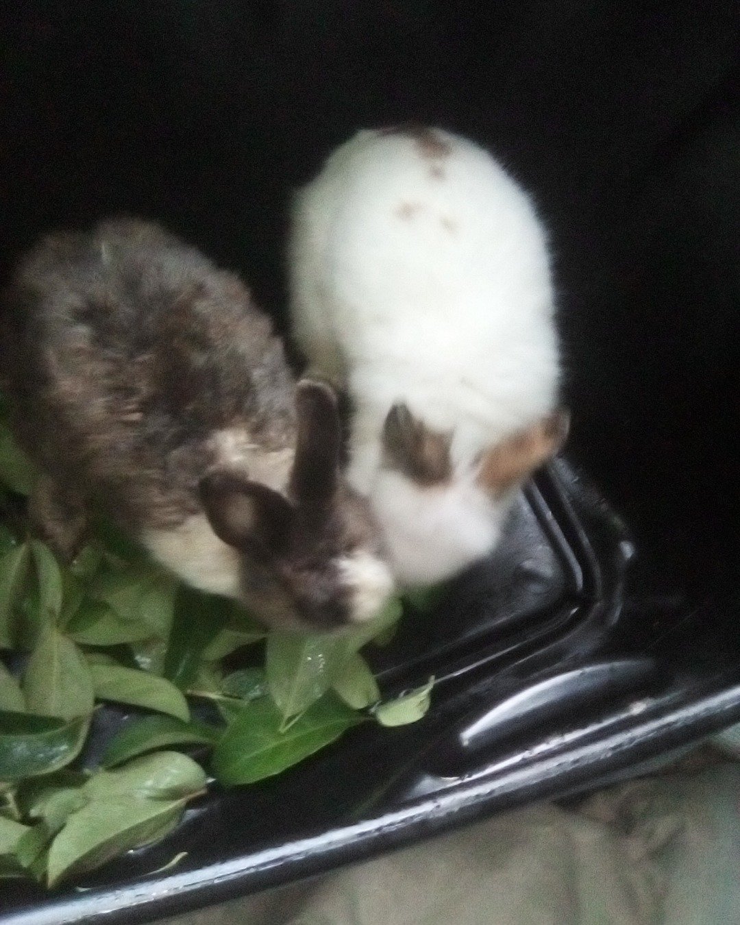 stormy and Lola bunny. Rabbit, Leaf, Plant, Hare, Rodent, Cat