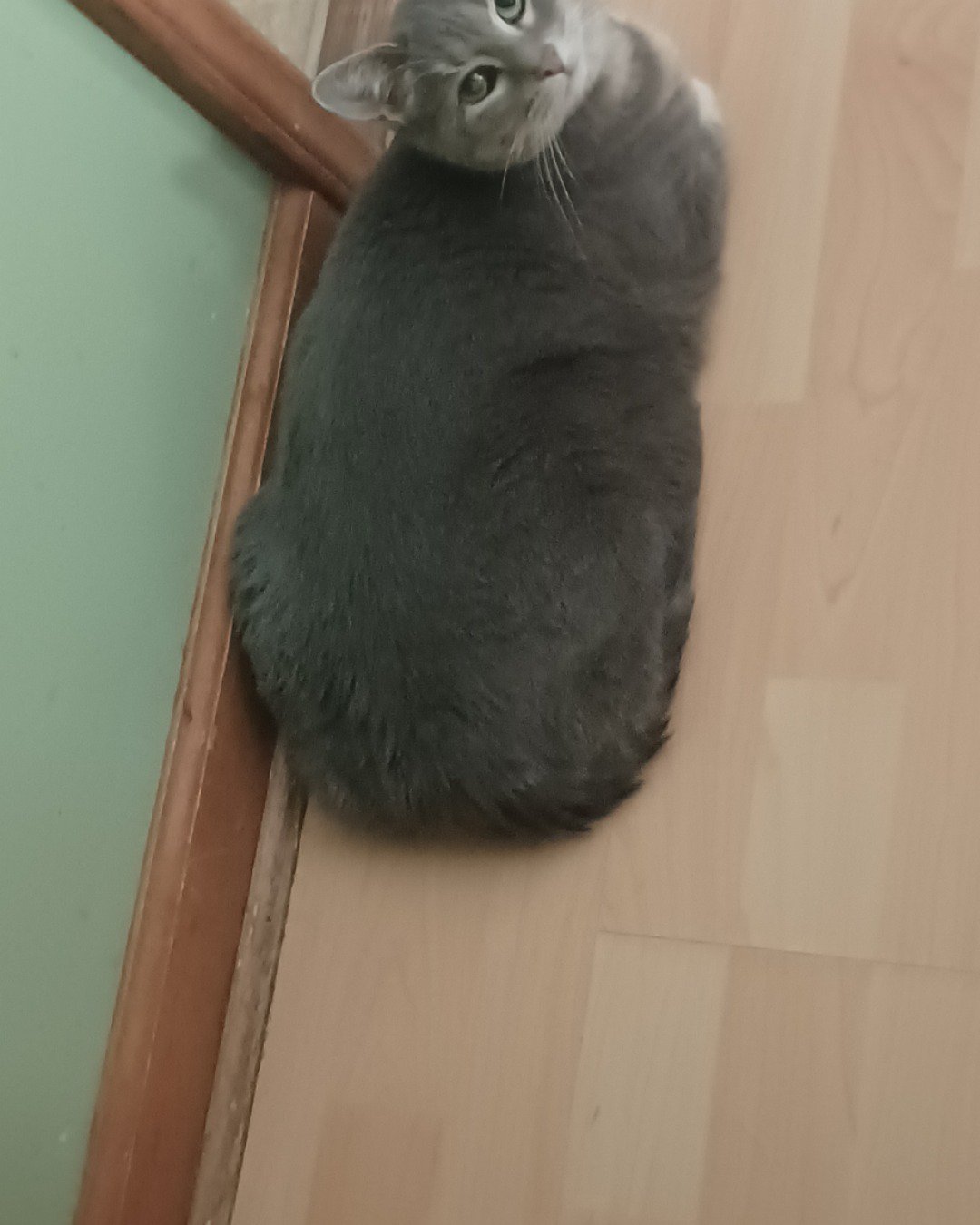 dutchess the short haired cat. Wood, Hardwood, Floor, Flooring, Cat