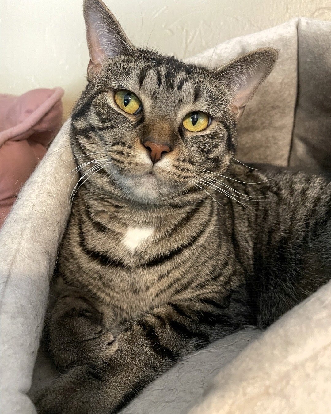 Kimchi. Cat, Abyssinian