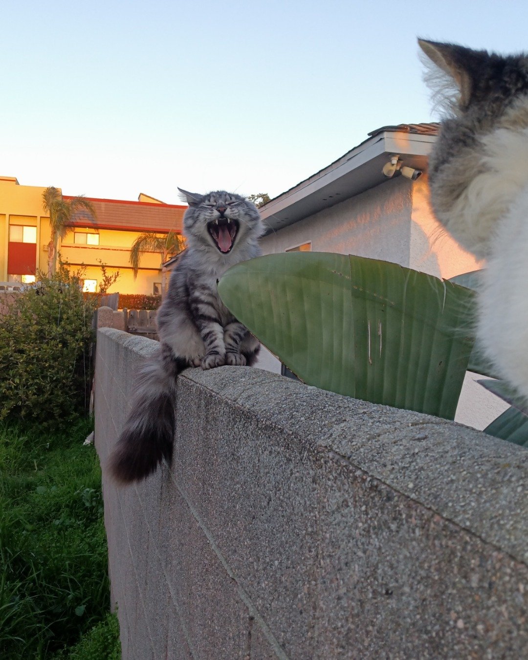 Yeti Freddie. Plant, Potted Plant, Cat, Kitten, Architecture, Building