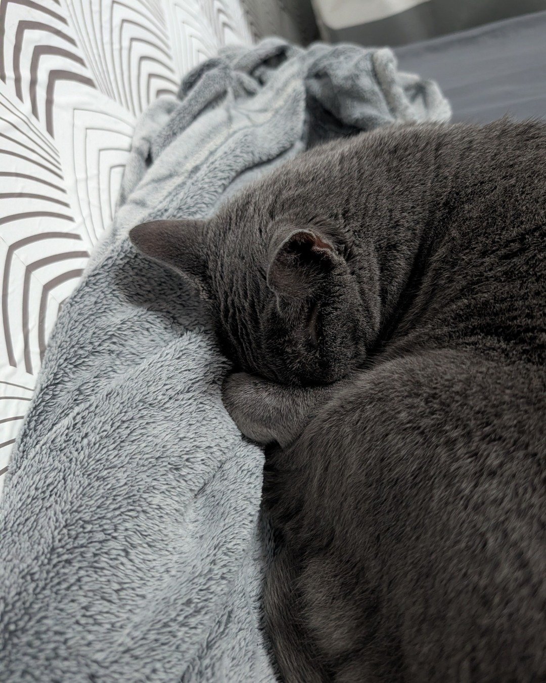 Theseus. Blanket, Cat