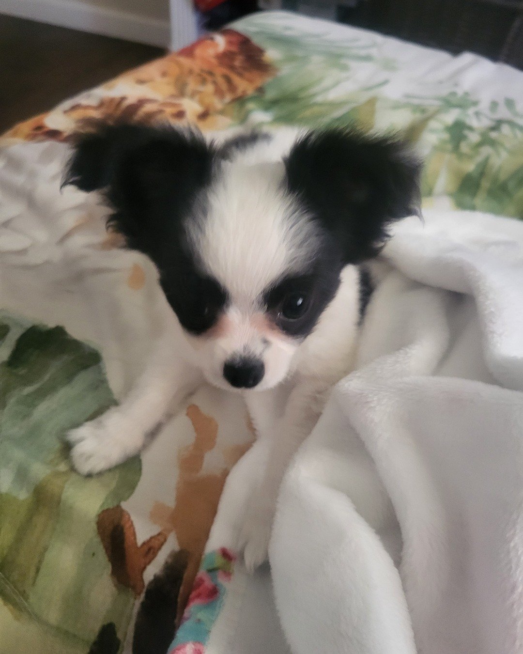 Danny the Long haired Chihuahua. Dog, Puppy