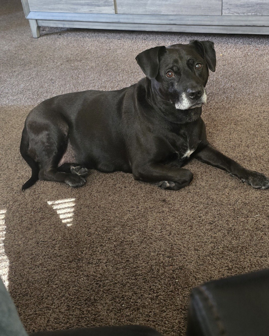 Diamond the Pitbull mix. Dog, Labrador Retriever, Puppy