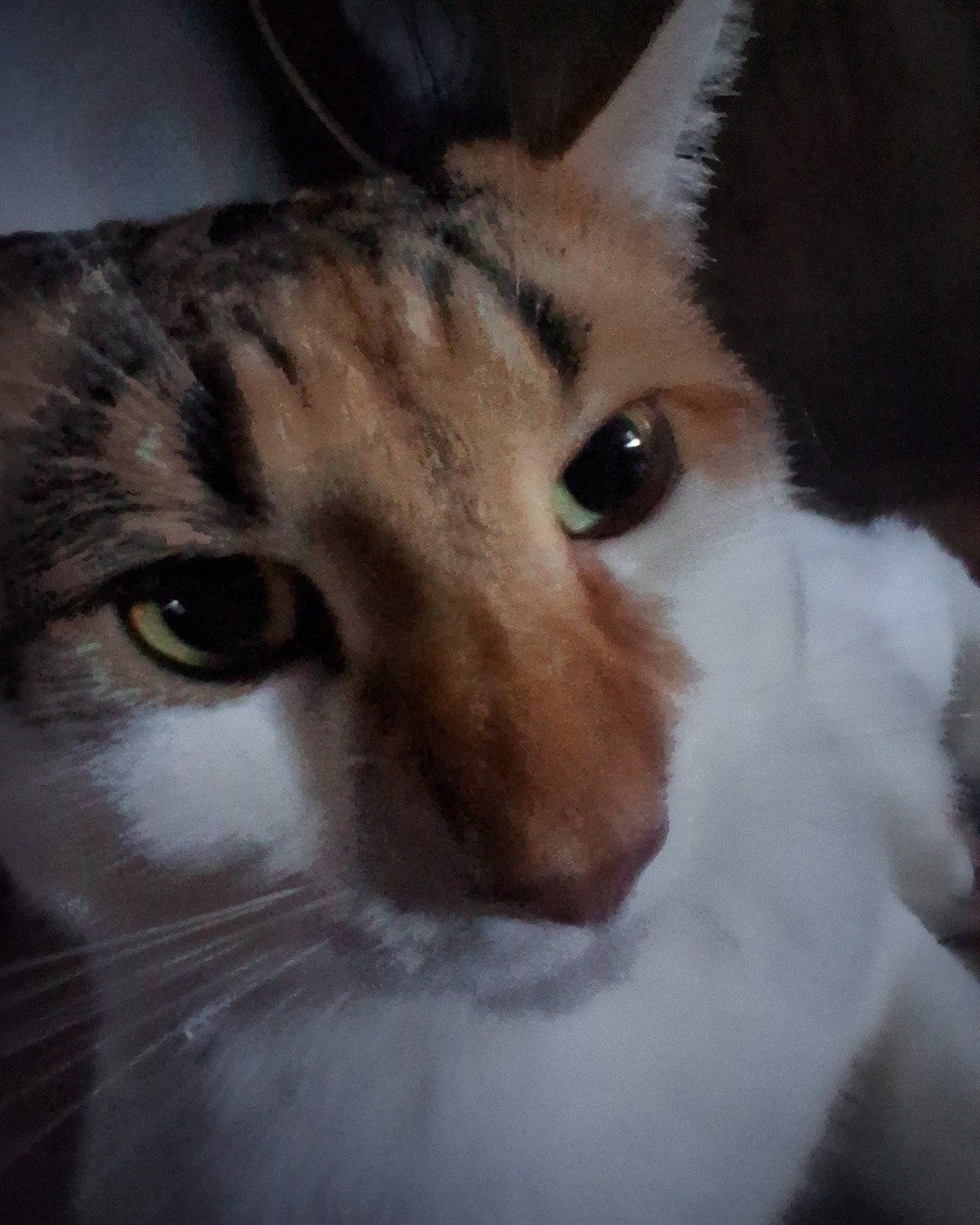 Callie the Calico maincoon. Cat, Kitten