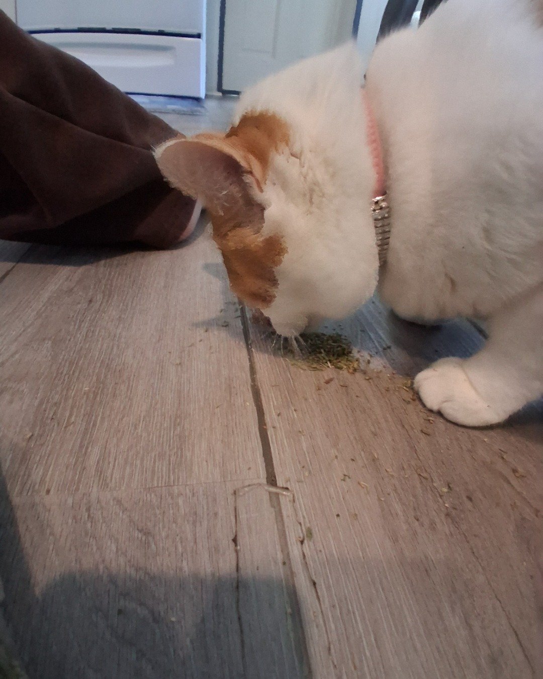 Callie the Calico maincoon. Wood, Floor, Flooring, Hardwood, Indoors, Interior Design