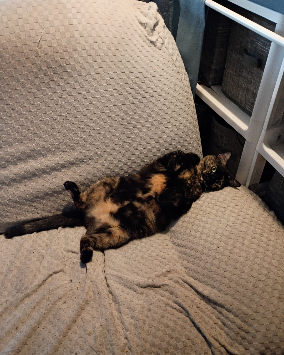 Royal the Tortoiseshell. Cushion, Home Decor, Couch, Furniture, Cat, Kitten