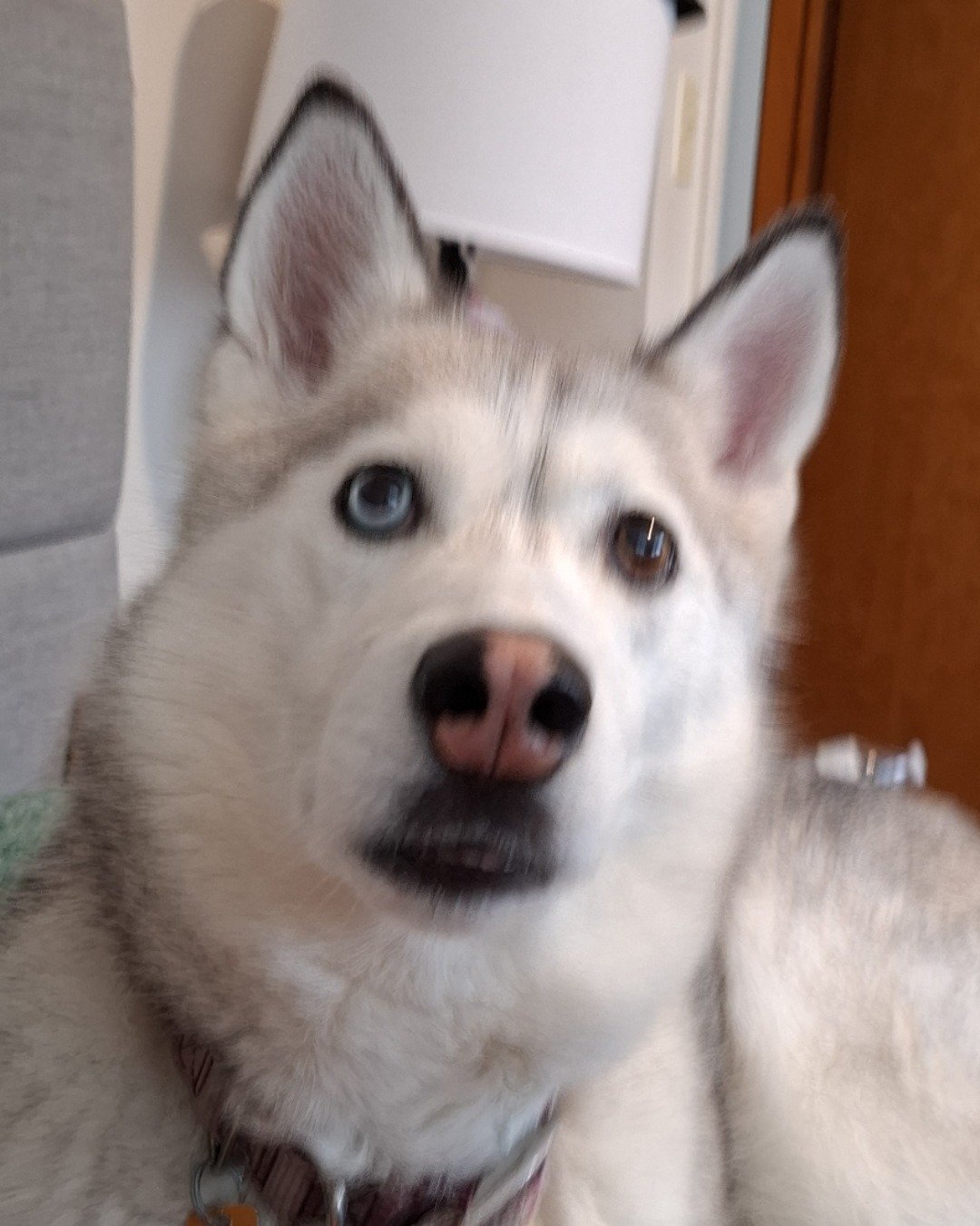 Athena the husky. Dog, Husky, Puppy, Eskimo Dog