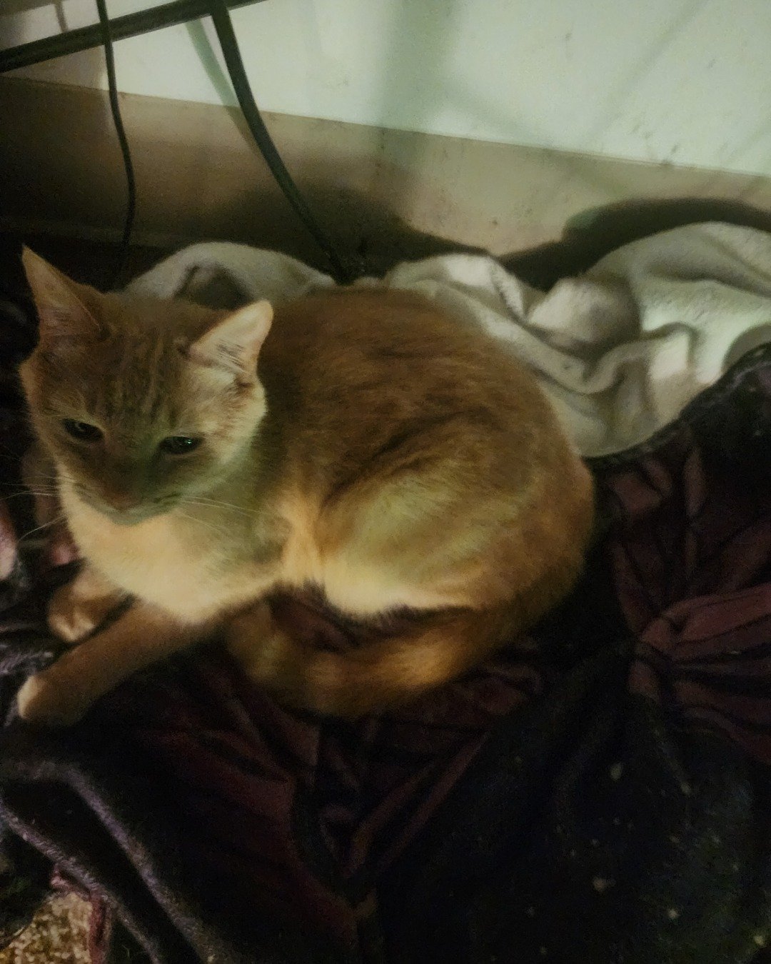 Harley the Orange Floof. Cat, Abyssinian, Blanket