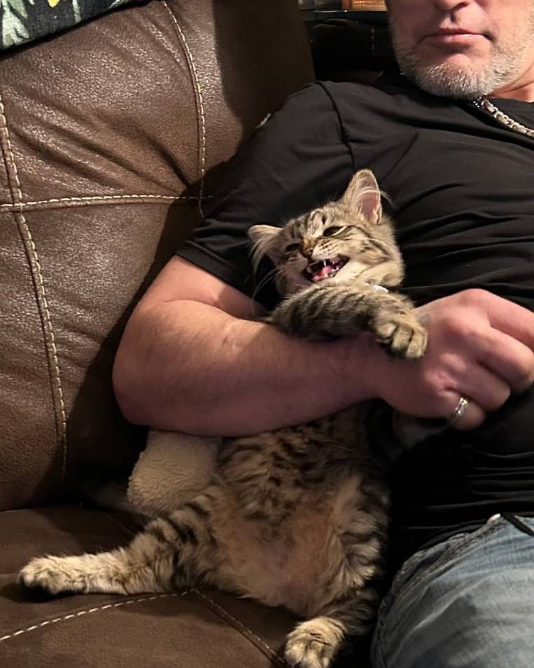 Bash, Bashy, Bashy-Boy, BashMcTash the Domestic Mediumhair Tabby. Couch, Furniture, Adult, Male, Man, Person