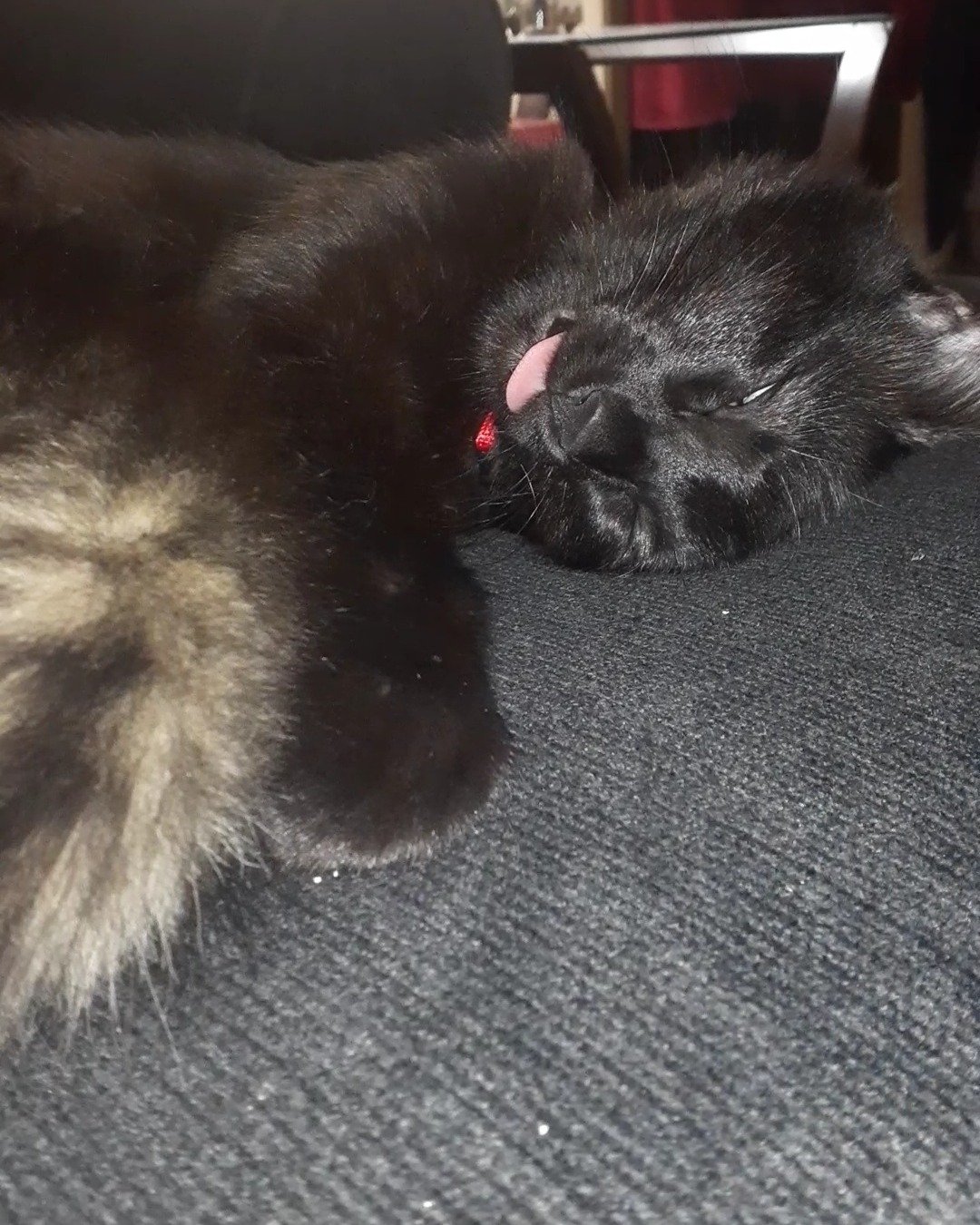 Cleopatra the Bombay. Body Part, Mouth, Person, Cat, Sleeping, Kitten