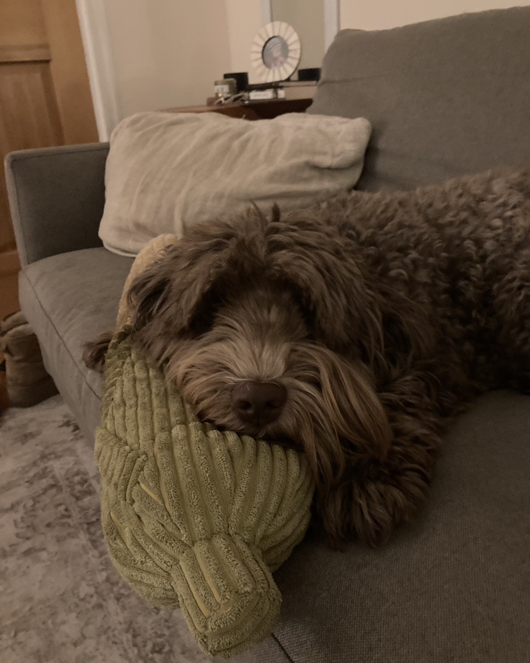Poppy. Couch, Furniture, Dog, Puppy, Cushion, Home Decor