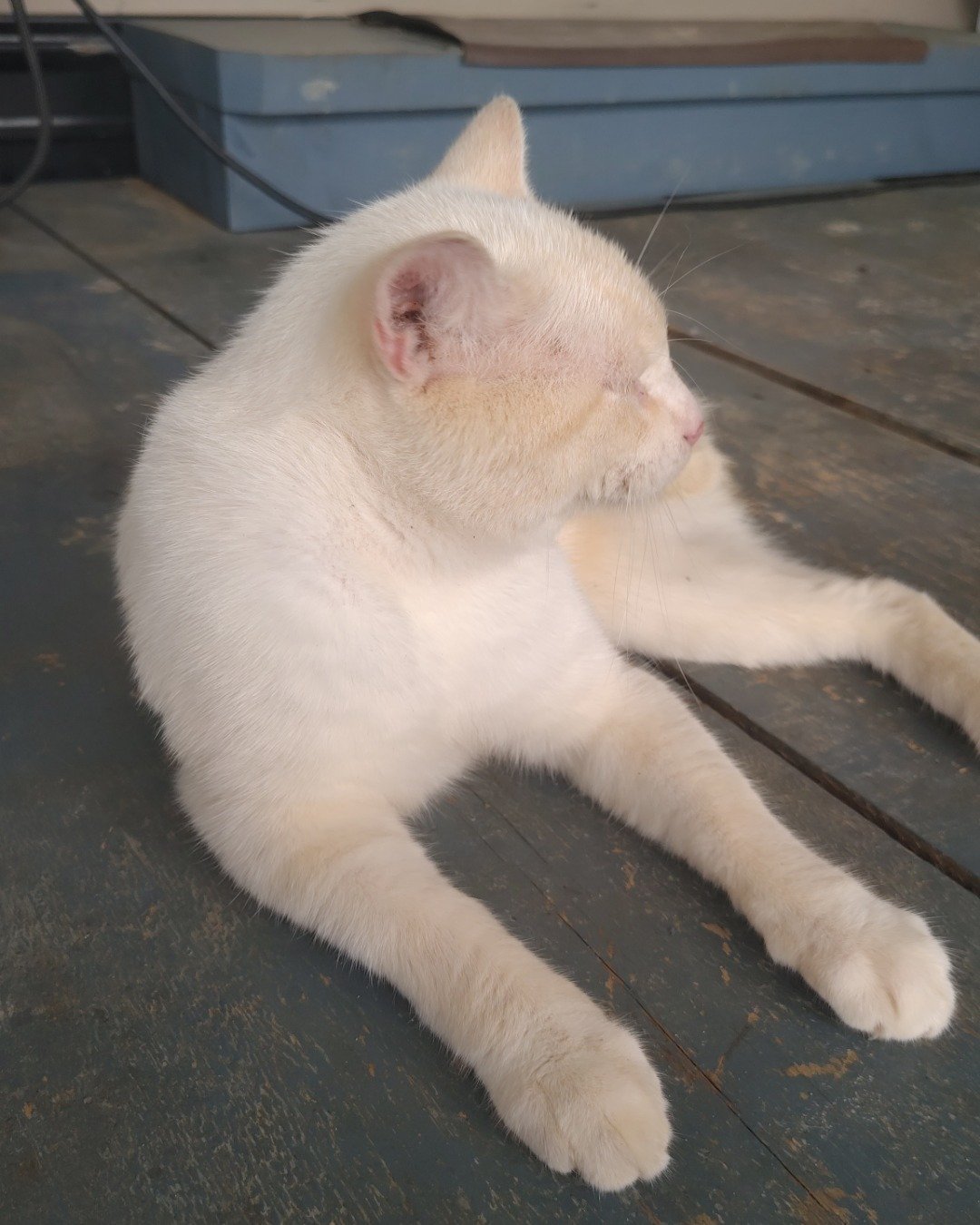 Jasper. Cat, Wood, Manx