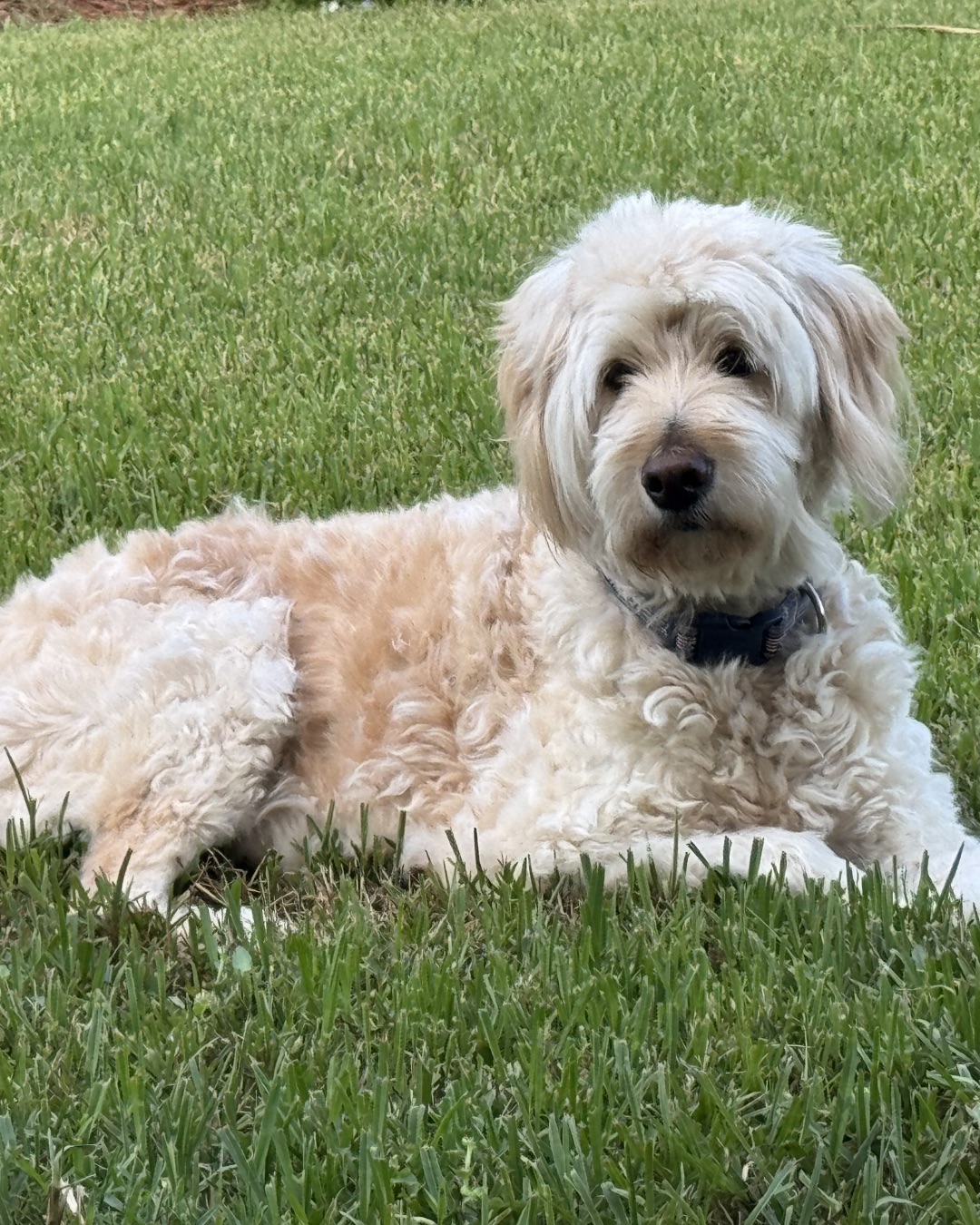 Bria the Goldendoodle. Grass, Plant, Lawn, Dog, Puppy, White Dog