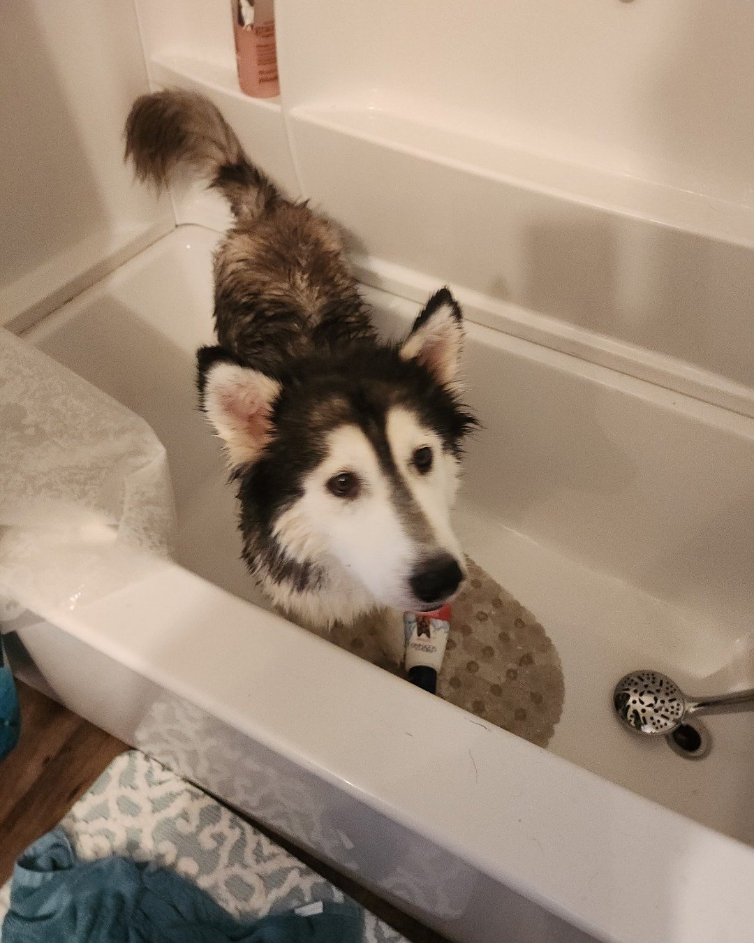 Tasha the Husky/wolf. Bathing, Dog, Husky, Bathtub, Person, Tub