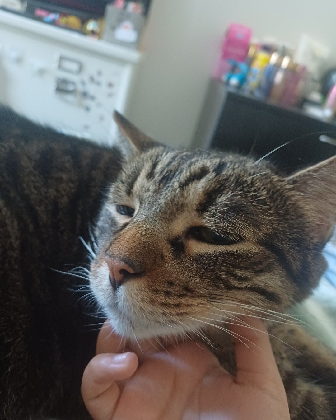 Micho the Tabby. Abyssinian, Cat, Person